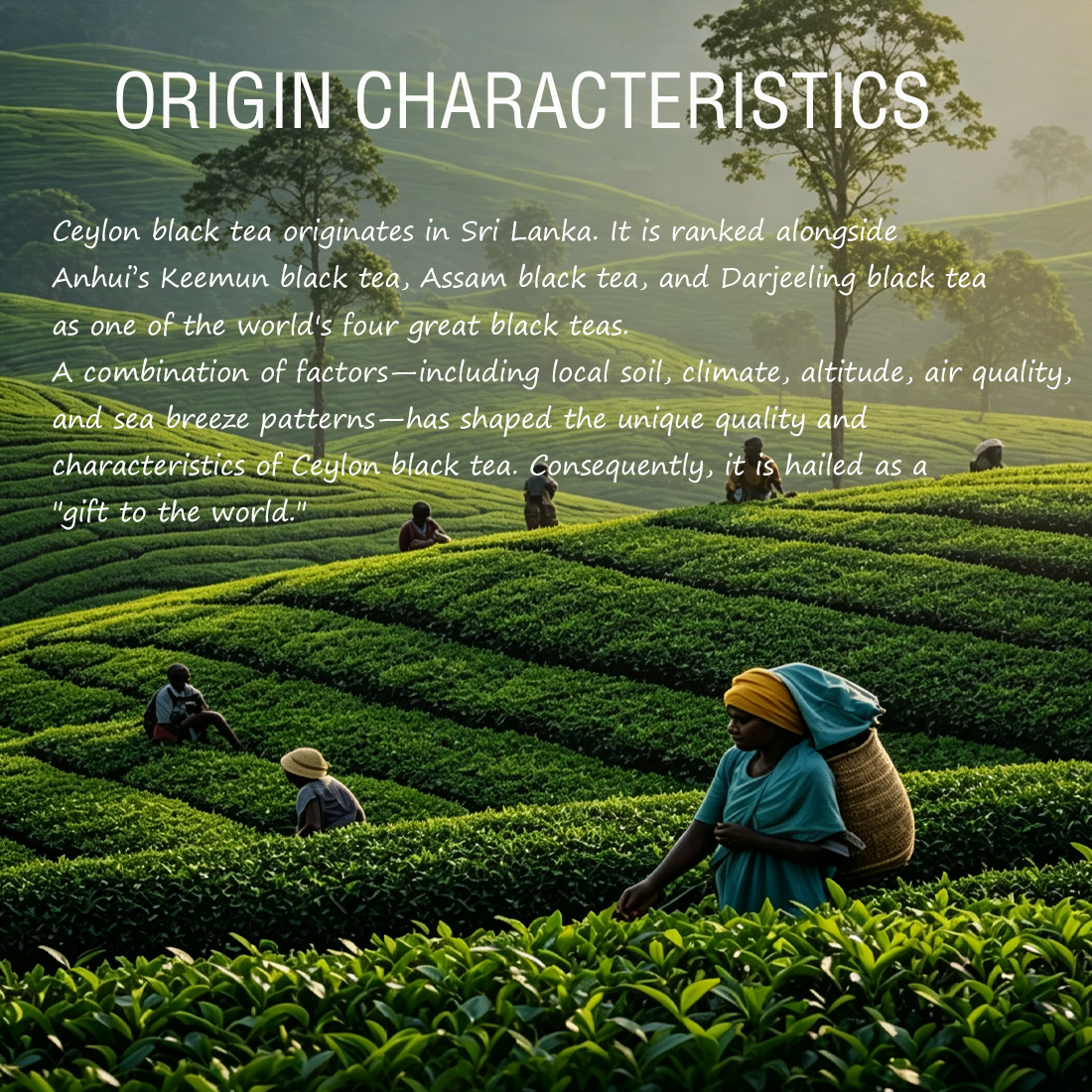 Ceylon Black Tea – 50 Bags | Rich, Versatile & Perfect for Milk Tea, Fruit Tea & More