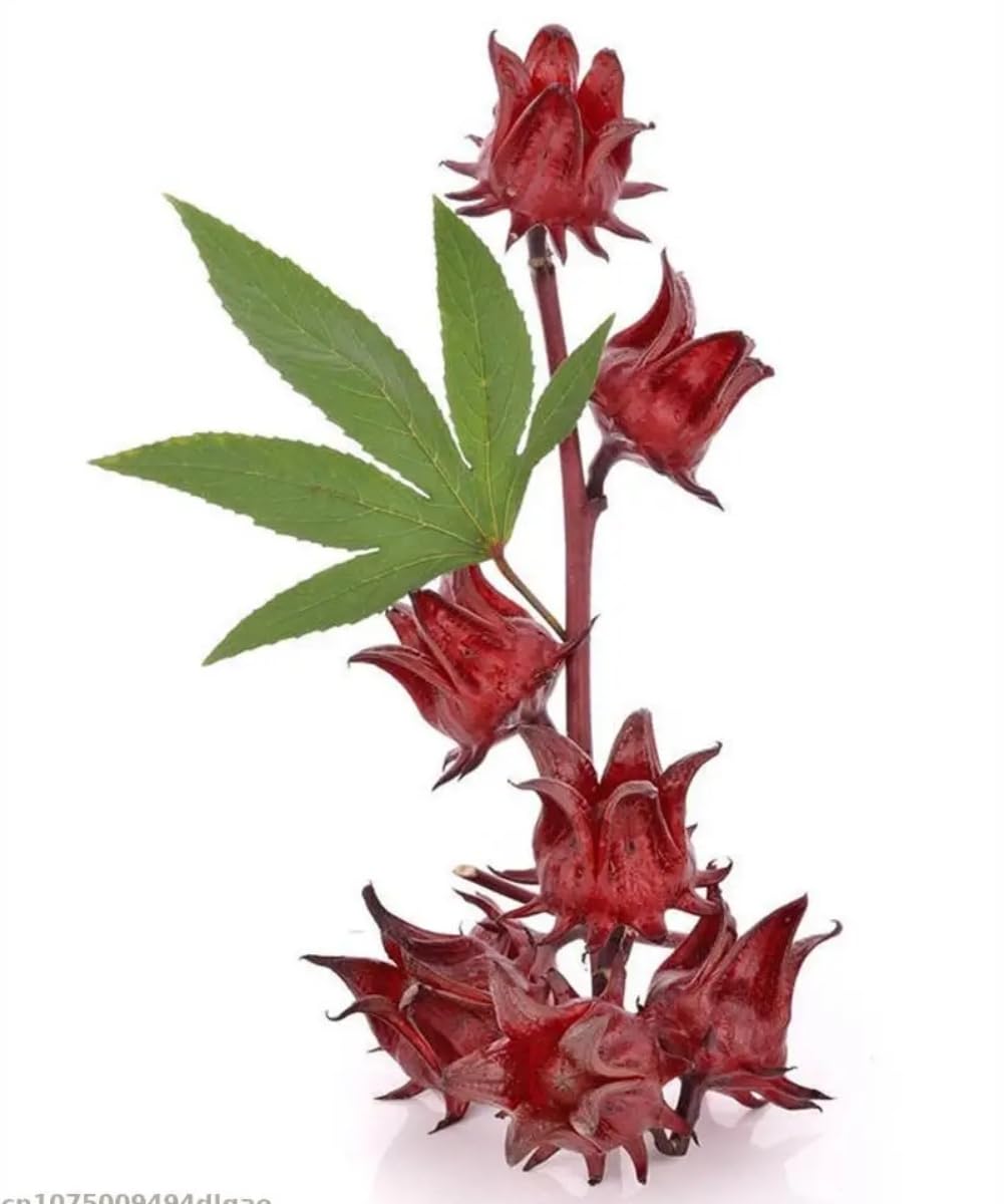 Hibiscus Tea 40g (1.4 Oz), 100% Natural Hibiscus Flowers Dried Flower Tea, Roselle tea Luoshen Flower Tea Herbal Tea